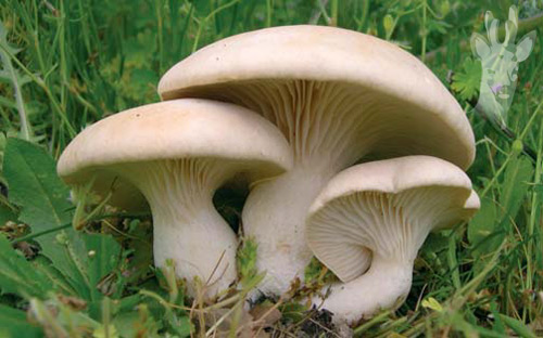 Pleurotus eryngii var. ferulae