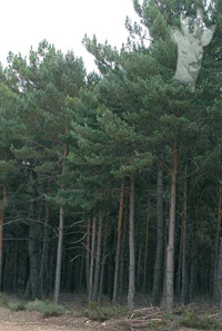Pinar de Pinus silvestris