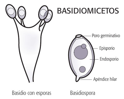 Basidiomicetos