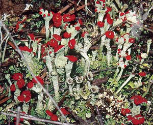 Líquen (Cladonia corallina)